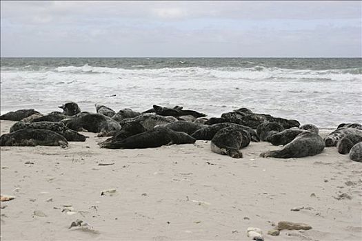 海豹,睡觉,海滩,赫尔戈兰岛,岛屿,德国
