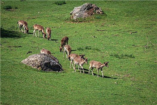 夏天,风景,牧群,小鹿,黇鹿,草地,哺乳动物,家族,鹿