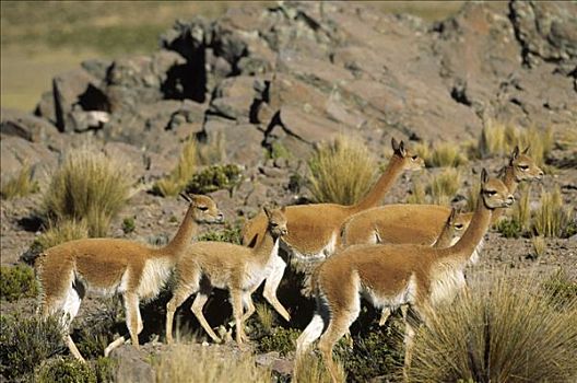 小羊驼,野生,高,安第斯,家族,牧群,南美大草原,自然保护区,秘鲁