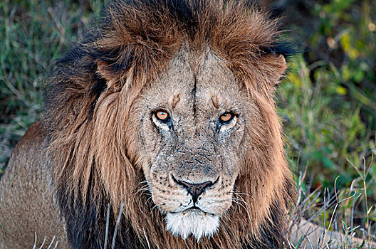 非洲狮,狮子,禁猎区,肯尼亚