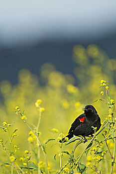 红翅黑鹂,伯克利,旧金山湾,加利福尼亚