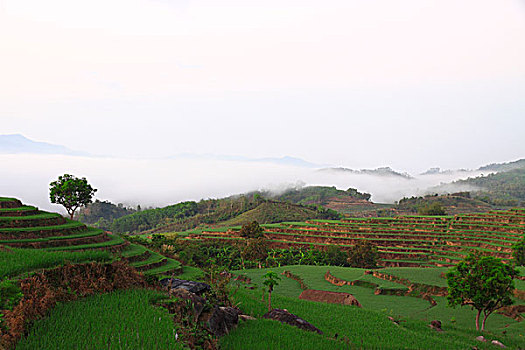 五指山市梯田风光