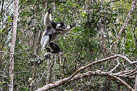 跳跃,树,国家公园,马达加斯加
