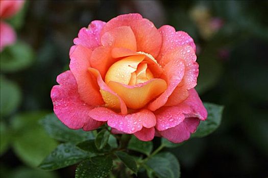玫瑰,培育品种,棚屋,粉色