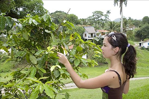 女青年,检查,水果,咖啡,植物,班卓琴,圣胡安,古巴,加勒比海