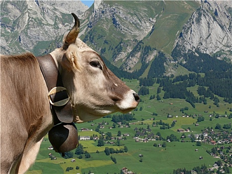 瑞士,母牛,铃