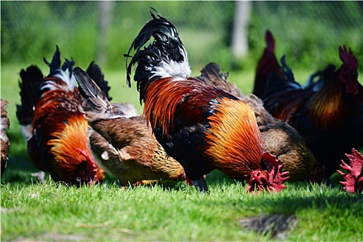公鸡,鸡肉,传统,放养,家禽,农场