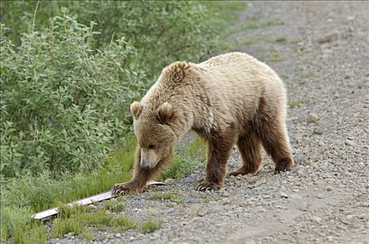 棕熊,玩,路标,德纳里峰国家公园,阿拉斯加,美国