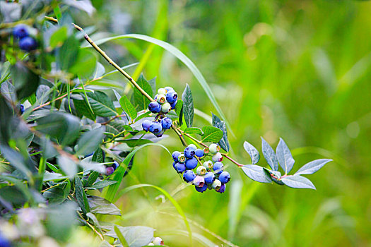 蓝莓,果实,果子,枝头,紫色,绿色,田园