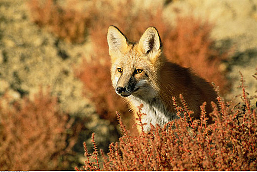 红狐,艾伯塔省,加拿大