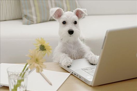 小髯犬,小狗,靠着,笔记本电脑