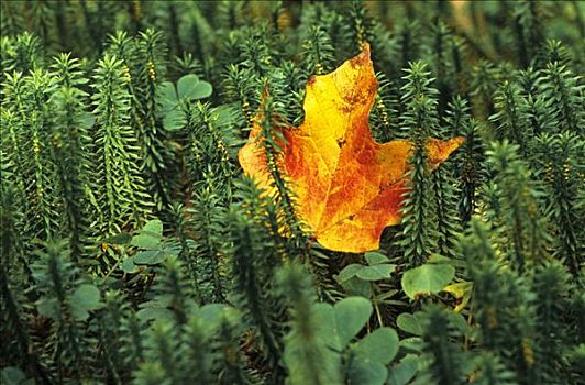 秋天,色彩,枫叶,苔藓,三叶草,深秋,国家公园,东方,加拿大