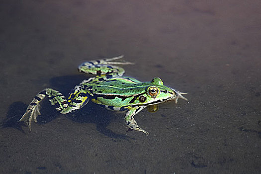 池蛙,水中