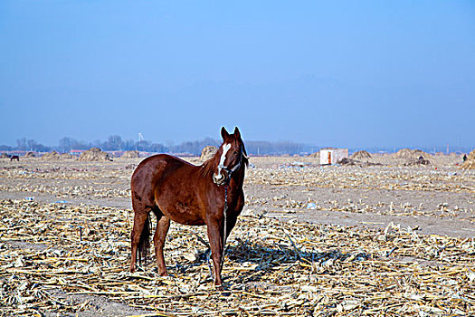 冬季农田里的马