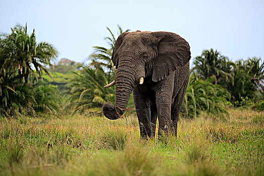 非洲象,成年,喂食,国家公园,纳塔耳,南非,非洲