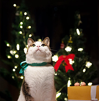 圣诞节里的小猫