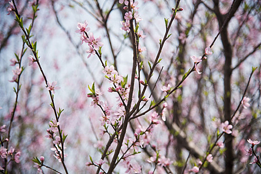 春季盛开的桃花花朵特写