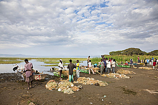 渔民,鱼市,阿瓦萨,埃塞俄比亚,陆地,鱼,清洁,网,船,非洲