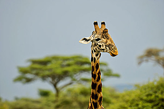 坦桑尼亚,塞伦盖蒂国家公园,马赛长颈鹿,肖像