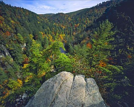 秋天,枫树,攀升,秋色,峡谷,荒野,蓝脊公园大道,皮斯加国家森林公园,北卡罗来纳