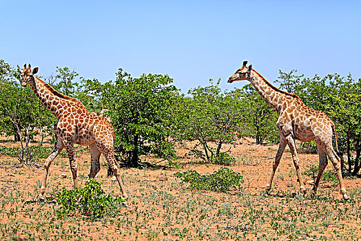南方,长颈鹿,成年,走,克鲁格国家公园,南非,非洲