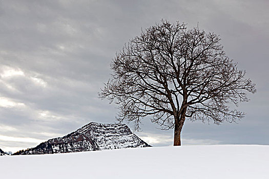 孤单,树,高山,冬天,山丘,山,阿尔卑斯山,瑞士,欧洲
