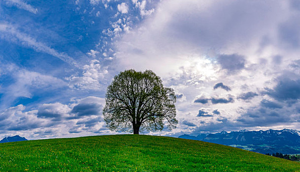 椴树属,巴伐利亚,德国,欧洲