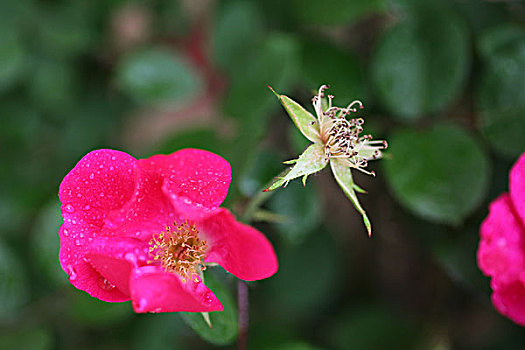 月季花,春天,花朵,娇美,容颜0039