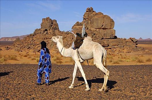 柏柏尔人,白色,单峰骆驼,漫游,利比亚