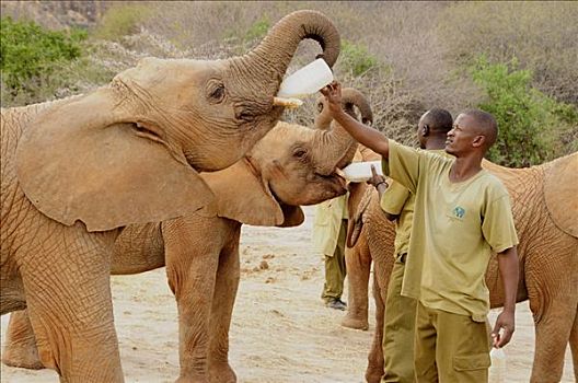 看护,非洲,灌木,大象,非洲象,牛奶,车站,东察沃国家公园,肯尼亚