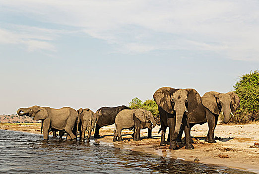 非洲象,饲养,牧群,喝,堤岸,乔贝,河,船,乔贝国家公园,博茨瓦纳,非洲