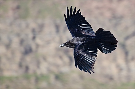 黑色,大乌鸦,飞,峡谷