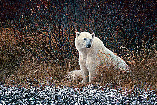 北极熊,树林,丘吉尔市,哈得逊湾,曼尼托巴,加拿大
