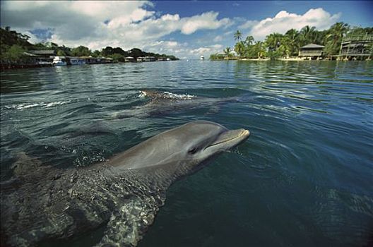 宽吻海豚,一对,平面,洪都拉斯