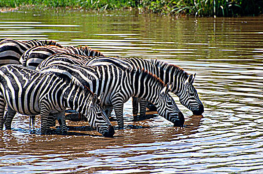 牧群,斑马,饮用水,河,塞伦盖蒂国家公园,坦桑尼亚