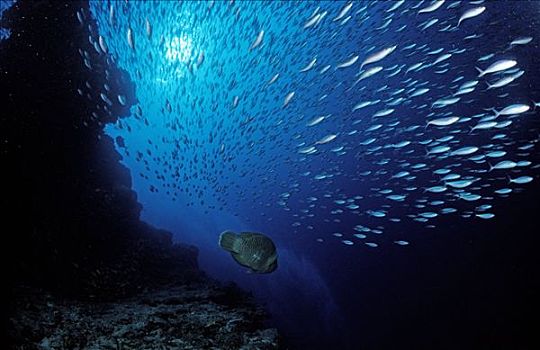 逃离,鱼,阿里环礁,马尔代夫,印度洋,水下