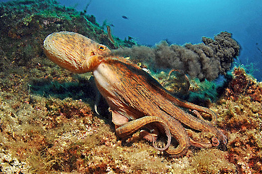 常见章鱼,真蛸,墨水,混淆,食肉动物,马略卡岛,巴利阿里群岛,西班牙,欧洲