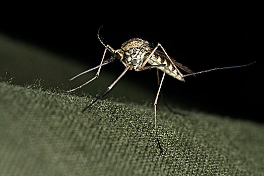 蚊子,特写,瑞典