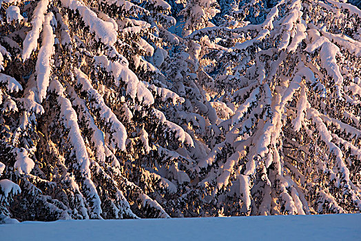 冬日树林,特写,兰格丽斯,巴伐利亚,上巴伐利亚,德国
