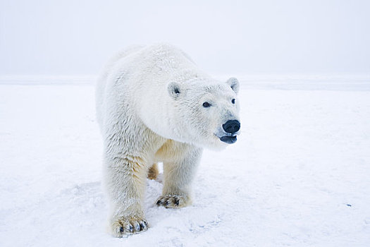 北极熊,母熊,走,冰冻,向上,区域,北极圈,国家野生动植物保护区,阿拉斯加