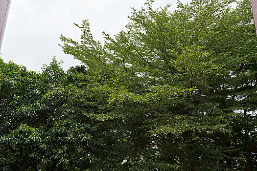 广州某大学校园绿树成荫