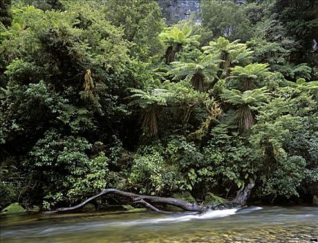 雨林,河,国家公园,南岛,新西兰,大洋洲