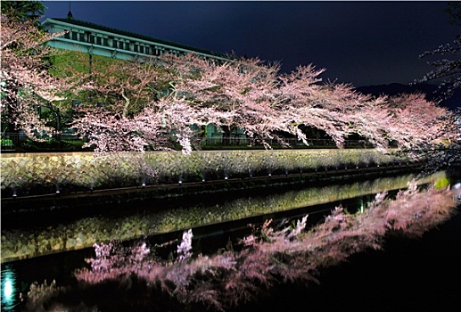 樱花,树,京都,夜晚