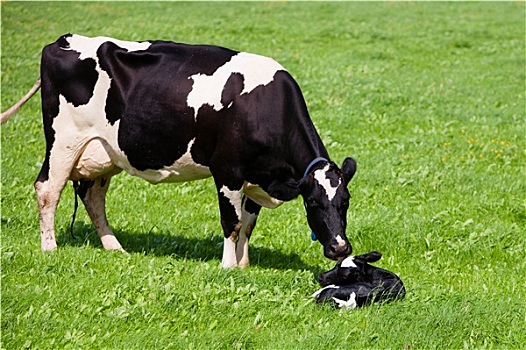 母牛,诞生,幼兽