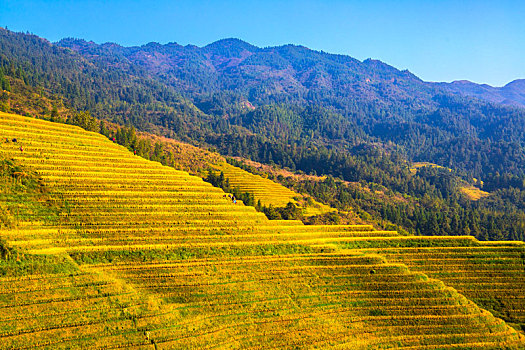 中国广西桂林龙脊梯田日照美景