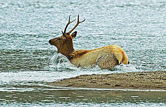 麋鹿,鹿属,鹿,幼小,雄性,进入,中间,瓦特顿湖,瓦特顿湖国家公园,西南方,艾伯塔省,加拿大