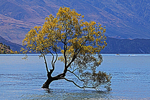 新西兰瓦纳卡湖和,孤独的树