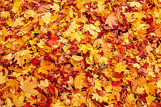 秋天,橙色,红色,秋叶,地上