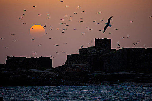 城墙,海鸥,剪影,日落,摩加多尔,苏维拉,摩洛哥
