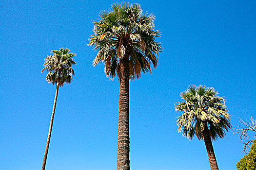仰视,棕榈树,亚利桑那,美国